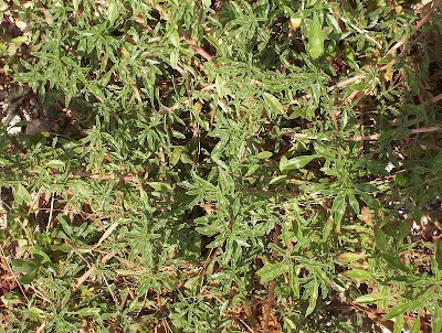 Amaranthus blitoides,
amarante fausse blite,
amaranto,
Amaranto blitoide,
bei mei xian,
bredos,
mat amaranth,
matweed,
matweed amaranth,
Niederliegender Amarant,
prostrate amaranth,
prostrate pigweed,
Spreading Amaranth