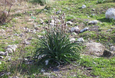 Asphodelus microcarpus,
Asfodelo mediterraneo,
Porraccio