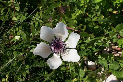 Anemone coronaria,
Anemone dei fiorai,
lilies-of-the-field,
Poppy Flowered Anemone