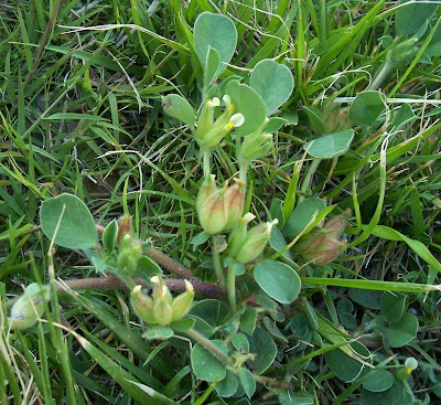 Anthyllis tetraphylla,
Bladder Vetch,
Vulneraria annuale