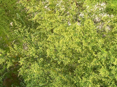 Artemisia annua,
annual mugwort,
annual wormwood,
Assenzio annuale,
einjähriger Beifuß,
sweet Annie,
sweet sagewort,
sweet wormwood