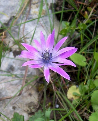 Anemone hortensis,
Anemone fior-stella,
Broad Leaved Anemone