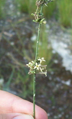 Asperula cynanchica,
Squinancywort,
Stellina comune