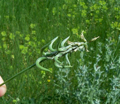 Astragalus hamosus,
Astragalo falciforme,
European milkvetch,
milkvetch,
Southern Milk Vetch