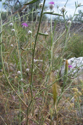 Centaurea deusta,
Fiordaliso cicalino
