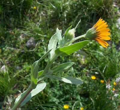 Calendula arvensis,
Acker-Ringelblume,
erva-vaqueira,
field marigold,
field-marigold,
Fiorrancio selvatico,
maravilla del campo,
souci des champs