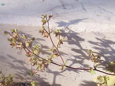 Campanula erinus,
Campanula minore,
Small Bellflower