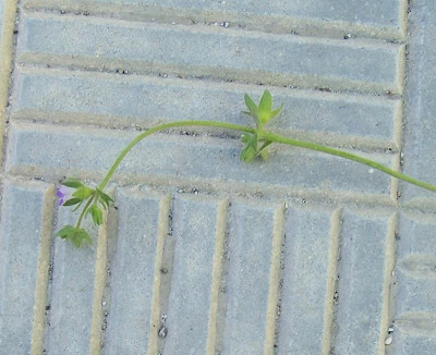 Campanula erinus,
Campanula minore,
Small Bellflower