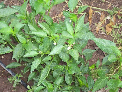 Capsicum annuum,
cayenne pepper,
Peperone