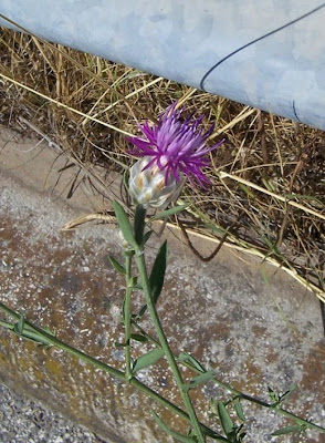 Centaurea deusta,
Fiordaliso cicalino