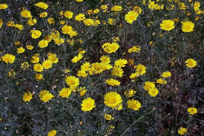 Chrysanthemum coronarium,
Crisantemo giallo,
crowndaisy
