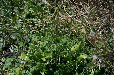 Crepis bursifolia,
Italian hawksbeard,
Radicchiella tirrenica