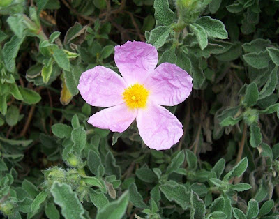 Cistus creticus,
Cisto di Creta