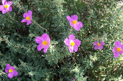 Cistus creticus,
Cisto di Creta