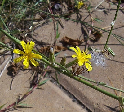 Chondrilla juncea,
achicoria dulce,
Binsen-Knorpellattich,
chondrille,
condrila,
gum succory,
hogbite,
Lattugaccio comume,
leituga-branca,
nakedweed,
rush skeleton-weed,
rush skeletonweed,
skeletonweed