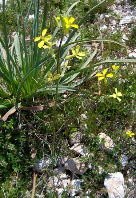 Erysimum crassistylum,
Violaciocca meridionale