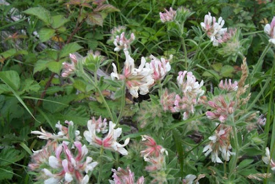 Dorycnium hirsutum,
Canary Clover,
canary-clover,
hairy canary-clover,
Trifoglino irsuto