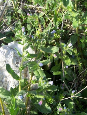 Echium parviflorum,
Small Flowered Bugloss,
Viperina parviflora