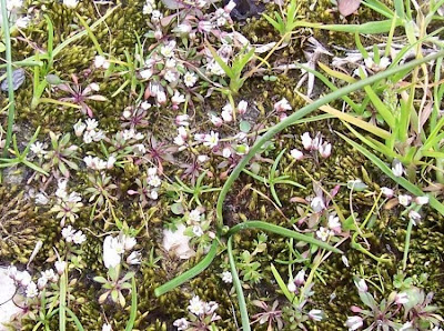 Erophila verna,
Draba primaverile,
drave printanière,
Frühlings-Hungerblümchen,
Whitlow Grass