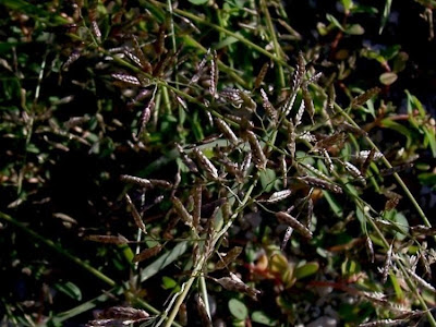 Eragrostis megastachya,
Panicella maggiore