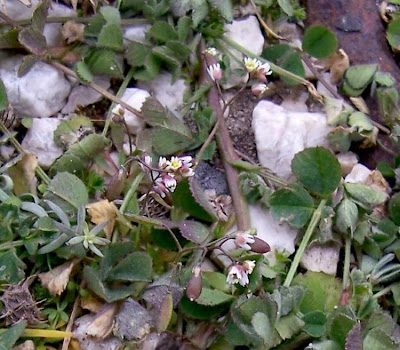 Erophila verna,
Draba primaverile,
drave printanière,
Frühlings-Hungerblümchen,
Whitlow Grass