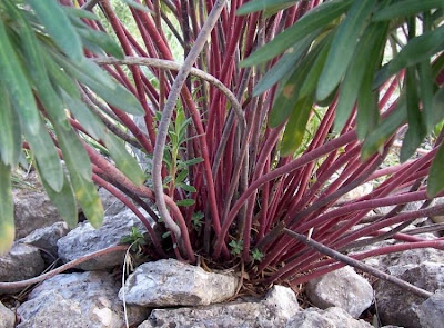 Euphorbia characias,
Albanian spurge,
Euforbia cespugliosa,
Mediterranean Spurge