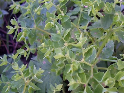 Euphorbia peplus,
alfavaca-venenosa,
Euforbia minore,
euphorbe des jardins,
Garten-Wolfsmilch,
lechetrezna reduela,
leiteira-de-jardim,
petty spurge,
ésula-redonda