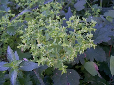 Euphorbia peplus,
alfavaca-venenosa,
Euforbia minore,
euphorbe des jardins,
Garten-Wolfsmilch,
lechetrezna reduela,
leiteira-de-jardim,
petty spurge,
ésula-redonda