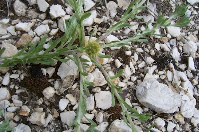 Filago pyramidata,
Bambagia spatolata,
Broad Leaved Cudweed,
broadleaf cottonrose,
cotonnière spatulée,
erva-dos-ninhos,
hierba algodonera