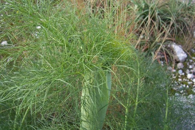 Image of Ferula communis,
Ferla,
Ferra,
Ferula comune,
Finocchiaccio,
Giant Fennel,
giant-fennel Ferula communis,
Ferla,
Ferra,
Ferula comune,
Finocchiaccio,
Giant Fennel,
giant-fennel