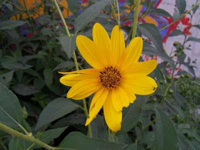 Helianthus tuberosus,
artichaut de Jérusalem,
batata-tupinambá,
castaña de tierra,
girasole,
Girasole del Canadà,
girassol-batateiro,
girassol-de-batata,
Jerusalem artichoke,
Jerusalem sunflower,
Jerusalem-artichoke,
pataca