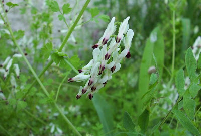 Fumaria capreolata,
catarinas-queimadas,
conejillos,
Fumaria bianca,
fumeterre grimpante,
Rankender Erdrauch,
white ramping fumitory,
white ramping-fumitory