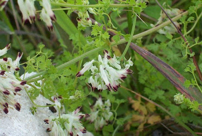 Fumaria capreolata,
catarinas-queimadas,
conejillos,
Fumaria bianca,
fumeterre grimpante,
Rankender Erdrauch,
white ramping fumitory,
white ramping-fumitory