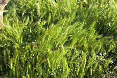 Hordeum murinum,
bulbous barley,
cebadilla silvestre,
cevada-de-ponche-verde,
cevada-dos-ratos,
false barley,
leporinum barley,
mouse barley,
mugi-kusa,
Mäuse-Gerste,
orge des lièvres,
Orzo selvatico,
smooth barley