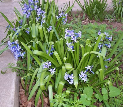 Hyacinthus orientalis,
garden hyacinth,
giacinto,
Giacinto comune,
hyacinth,
Hyazinthe,
jacinthe,
jacinto,
Roman Hyacinth