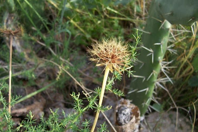 Hyoseris radiata,
Perennial Hyoseris,
Radicchio selvatico