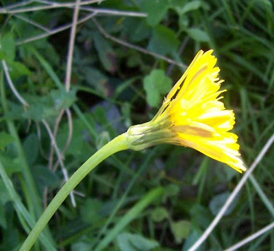 Hyoseris radiata,
Perennial Hyoseris,
Radicchio selvatico