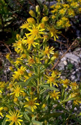 Inula viscosa,
Enula cepittoni,
false yellowhead,
Pruteca,
Pulicara