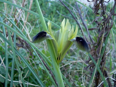 Hermodactylus tuberosus,
Bellavedova,
Bocca di Lupo,
Widow Iris