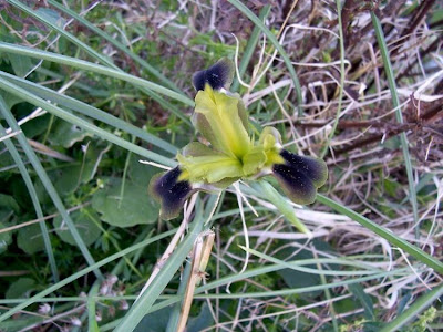 Hermodactylus tuberosus,
Bellavedova,
Bocca di Lupo,
Widow Iris