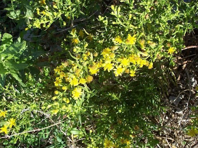 Inula viscosa,
Enula cepittoni,
false yellowhead,
Pruteca,
Pulicara