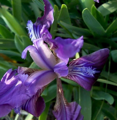 Iris pseudopumila,
Giaggiolo siciliano