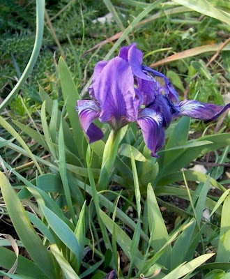 Iris pseudopumila,
Giaggiolo siciliano