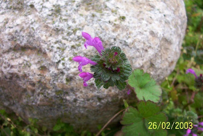 Lamium amplexicaule,
chuchapitos,
common henbit,
conejitos,
Erba ruota,
Falsa-Ortica reniforme,
giraffehead,
henbit,
henbit dead-nettle,
henbit deadnettle,
lamier amplexicaule,
menta-selvagem,
Stengelumfassende Taubnessel