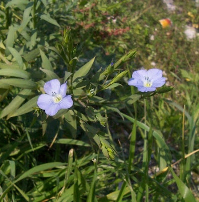 Linum bienne,
Lino selvatico,
pale flax,
Wild-Lein