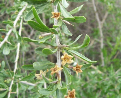 Lycium europaeum,
boxthorn,
European matrimony-vine,
European Tea Tree,
Spina santa comune