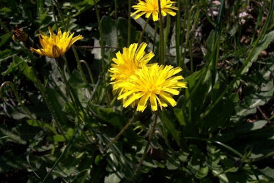 Leontodon tuberosus,
Dente di leone tuberoso,
Tuberous Hawkbit