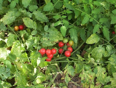 Lycopersicon esculentum,
garden tomato,
Pomodoro,
Tomatica,
tomato