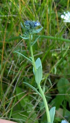 Linaria micrantha,
Linajola minima