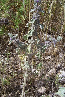 Marrubium alysson,
Marrubio del Levante